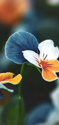 This phone live wallpaper showcases a stunning close-up of a beautiful flower with vibrant blue and orange tones against a blurred background reminiscent of bauhaus art