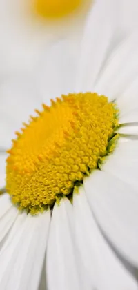 This phone live wallpaper features a stunning photorealistic close-up of a white chamomile flower with a yellow center