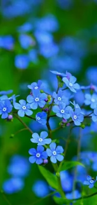 This stunning phone wallpaper depicts a beautiful close-up of blue flowers, with intricate detail and vibrant color bringing nature to your screen