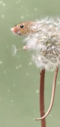 Get mesmerized by this breathtaking phone live wallpaper capturing the realistic beauty of a mouse sitting on top of a delicate dandelion