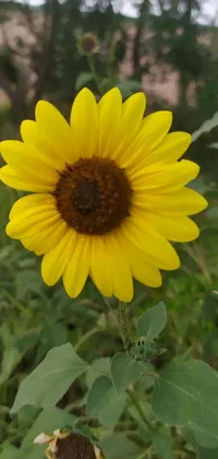 This live wallpaper features a stunning close-up shot of a sunflower in a natural field