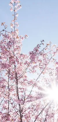 This live phone wallpaper features a cherry tree with sunlight shining through its branches against a pink sky