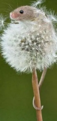 This live wallpaper is a photorealistic image of a mouse on top of a dandelion