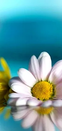 This phone live wallpaper depicts a close-up view of a Chamomile flower on a table