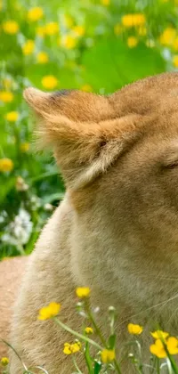 This live wallpaper for your phone showcases a stunning image of a lion close-up, set against a field of brightly colored flowers