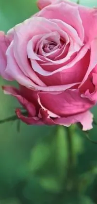 This phone live wallpaper depicts a beautiful pink rose on a stem captured in high-definition
