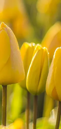 This phone live wallpaper showcases a stunning field of yellow tulips on a sunny day