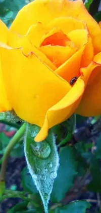 This phone live wallpaper showcases a vivid close-up of a yellow rose surrounded by an orange mist while it is raining