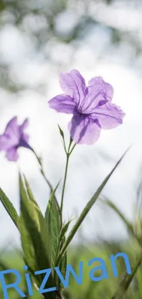 This lovely mobile phone live wallpaper features a beautiful purple flower resting on a vibrant green field