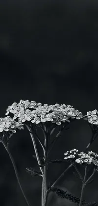 This phone live wallpaper showcases a black and white photograph of a beautiful verbena flower in close-up detail