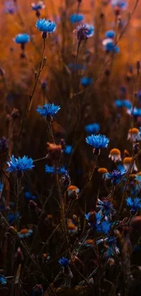 This stunning phone live wallpaper showcases a field of blue flowers, set against a dark blue and orange color scheme