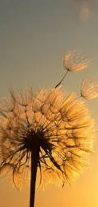 This phone live wallpaper showcases a beautiful dandelion blowing in the wind at sunset