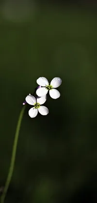This stunning live wallpaper features a macro photograph of two delicate white flowers, perched atop a green field