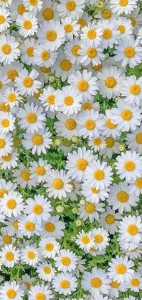 daisy wallpaper tumblr iphone