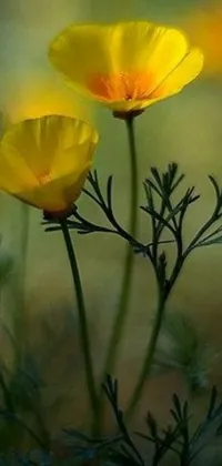 This phone live wallpaper showcases stunning yellow flowers resting on a lively green field