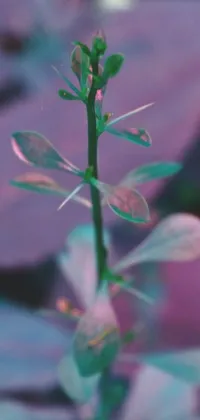 This stunning post-minimalist live wallpaper features a close-up view of a plant with delicate, shimmering purple leaves, set against a green-tinted background