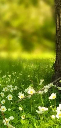 This phone live wallpaper showcases a picturesque scene of white flowers nestled in green grass
