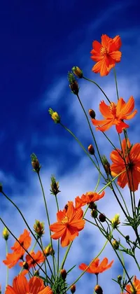 Enjoy a stunning live wallpaper featuring orange flowers against a beautiful blue sky