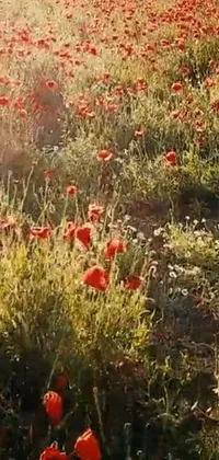 This stunning live wallpaper embraces the romanticism of nature with a field of red flowers displayed on your phone