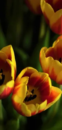 Bring the beauty of spring to your phone with this hyperdetailed live wallpaper of red and yellow tulips in a vase