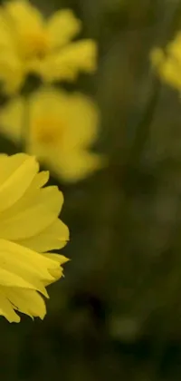 This phone live wallpaper features a stunning close-up of a yellow flower in a field