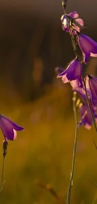 This live wallpaper showcases two stunning purple flowers resting atop an abundant green field