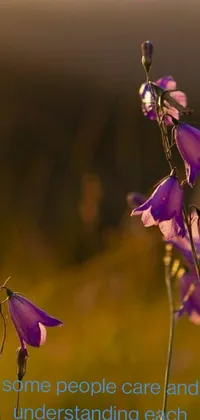 Download this stunning phone live wallpaper featuring digital art of a beautiful purple sunset with Australian wildflowers and culturally rich bells