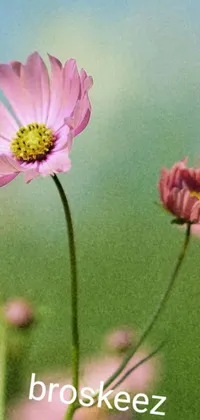 Enjoy the captivating beauty of pink miniature cosmos with this stunning live phone wallpaper