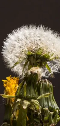 This phone live wallpaper is a stunning macro photograph of a dandelion featured on a black background