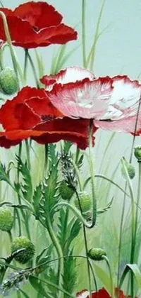 Enjoy a stunning live wallpaper featuring a beautifully painted bouquet of red poppies by a talented artist