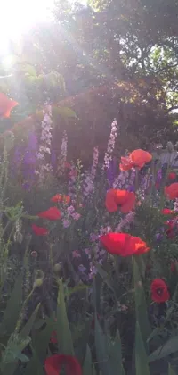 This stunning phone live wallpaper features a field of beautiful red and purple flowers with a serene garden vibe