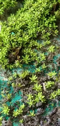 This mesmerizing phone live wallpaper showcases a macro photograph of lush green plants, shot by a renowned photographer