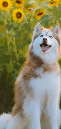 This phone live wallpaper showcases two delightful canines, a Siberian Husky and a lively Finnish Lapphund, joyfully resting amidst a captivating sunflower field