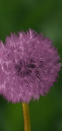 This live wallpaper features a purple flower on a green field with poofy fur manes against a starry background