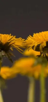 This phone live wallpaper showcases a stunning close-up of a bunch of yellow flowers, likely dandelions, captured in breathtaking detail