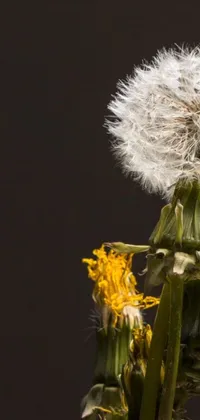 This live wallpaper showcases a close-up shot of a dandelion captured on a black background