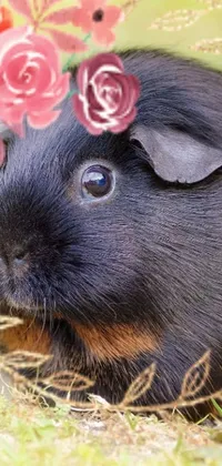 This live wallpaper features a stunning black and brown guinea pig with a beautiful floral headpiece, creating a romantic and whimsical atmosphere