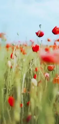 This phone live wallpaper displays a field of red flowers set against a blue sky