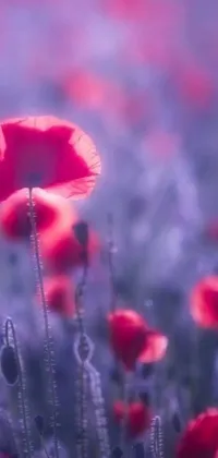 This phone live wallpaper showcases a stunning field landscape abundant with red poppy flowers