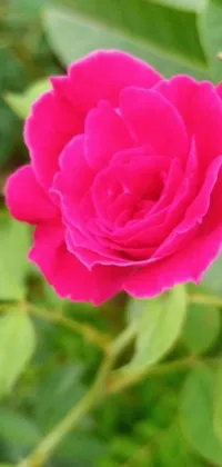 This live wallpaper showcases a stunning close-up of a pink rose with green leaves