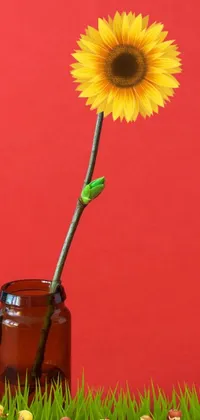 This live phone wallpaper features a stunning sunflower in a jar, surrounded by silhouette figures and grass, set against a vibrant red background