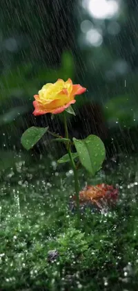 This live wallpaper features a gorgeous yellow and red rose swaying in the rain amidst beautiful flowers