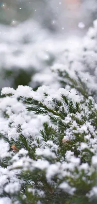 This live wallpaper depicts a bird sitting on top of a snow-covered evergreen tree branch