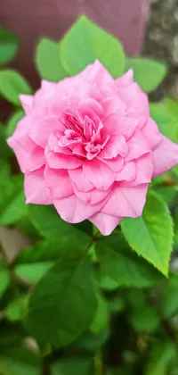 This phone live wallpaper showcases a detailed close-up image of a pink rose with green leaves
