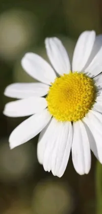 Inspire your senses with this charming live wallpaper for your phone - a close-up of a white chamomile flower with a bright yellow center