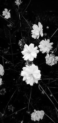 This live wallpaper features a monochrome photograph of a bunch of jasmine blooms in the foreground, with the cosmos in the background, shot using an iPhone 10 in the early evening