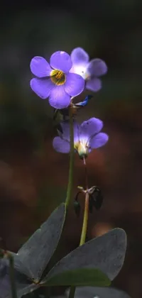 This phone live wallpaper features a beautiful close-up of a purple flower, surrounded by green foliage, set against a dark background