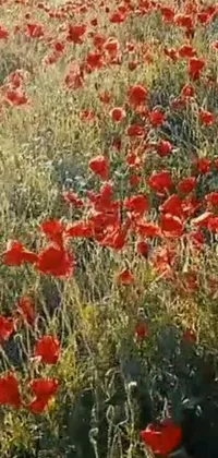 Get lost in a beautiful field of red flowers with this stunning live wallpaper