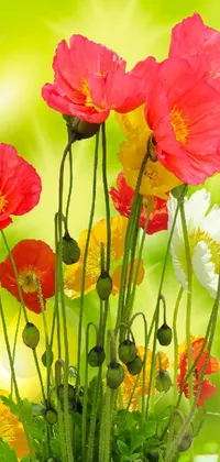 Enhance the look of your phone screen with this beautiful live wallpaper! Featuring a digital rendering of a vase filled with vibrant Himalayan poppy flowers, this colorful wallpaper is sure to captivate your attention