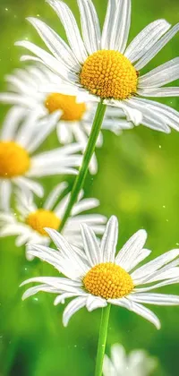 Get lost in the mesmerizing beauty of this phone live wallpaper! A group of delicate white flowers with a stunning yellow center is featured in this high-definition, macro photograph